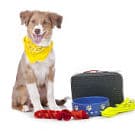 Australian shepherd puppy with travel kit for moving