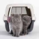 Two gray kittens in a travel crate