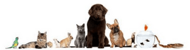 Helpful Moving Tips for All types of Pets