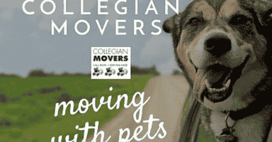 Tips from Moving Companies in CT On Moving With Pets