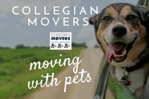 Tips from Moving Companies in CT On Moving With Pets