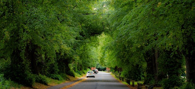 A road surrounded by trees