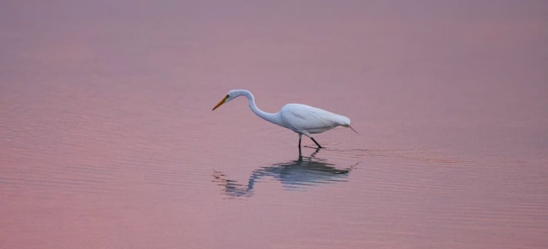 A heron on the water.