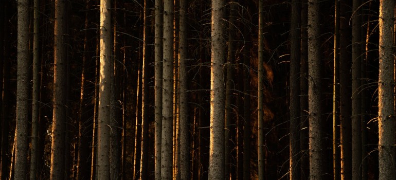 A row of trees in a forest is one of the many reasons why New Canaan is perfect for nature hikers.