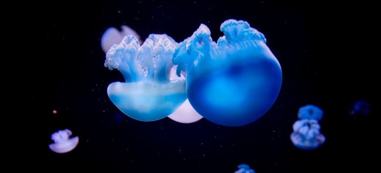 Jellyfish in aquarium.