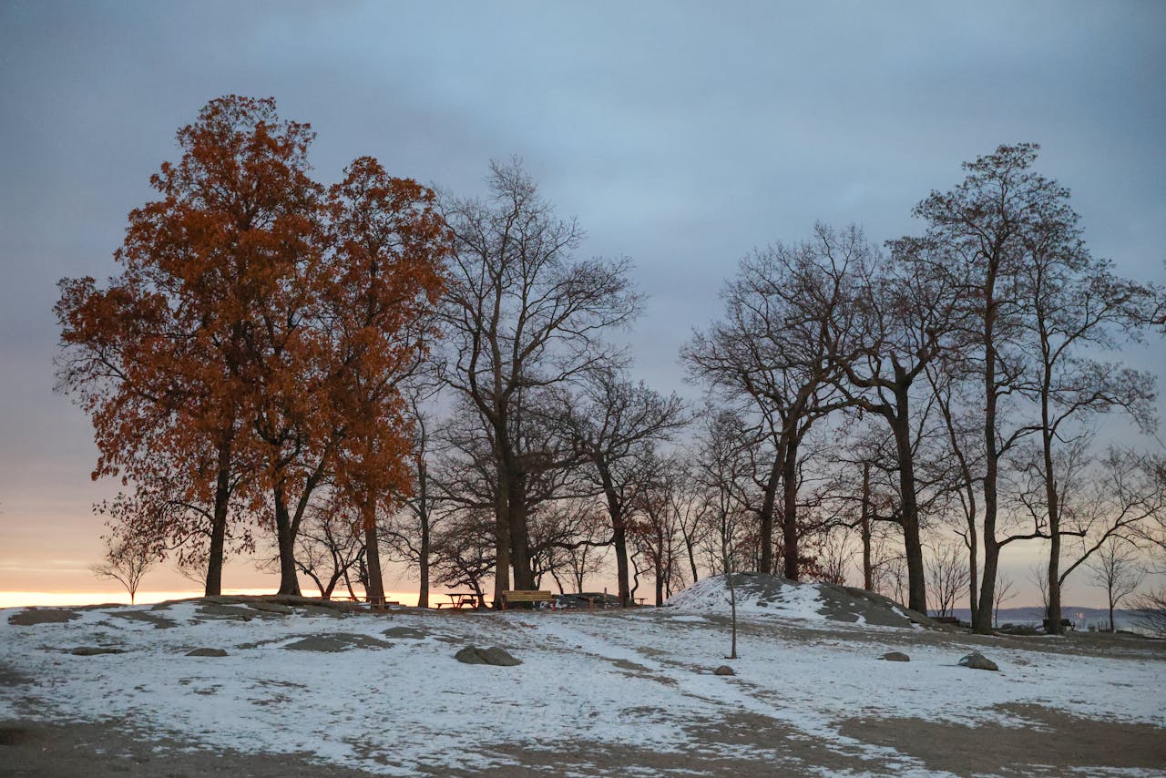 Couple of trees in winter.