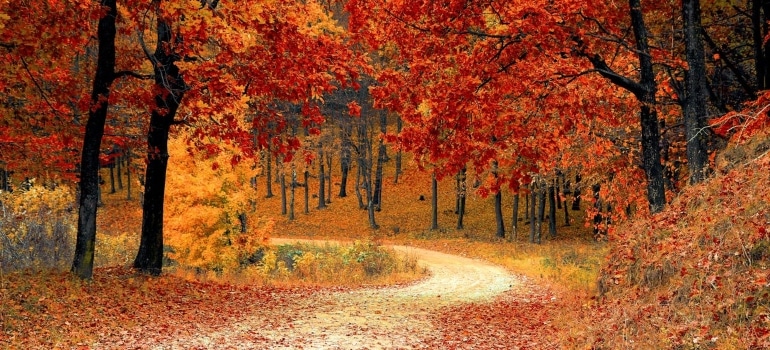 Trees near a road in autumn