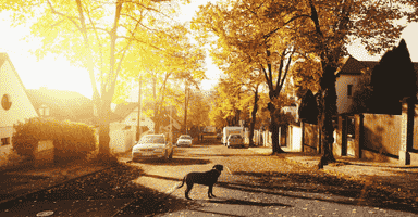 Dog on Concrete Road in one of the New Haven’s Best Neighborhoods