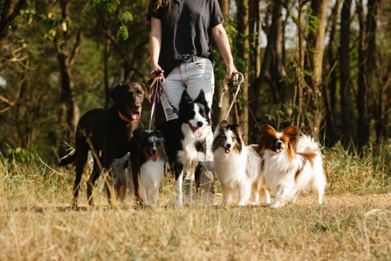 A person with dogs at one of the great places to walk your dog after moving to Fairfield County