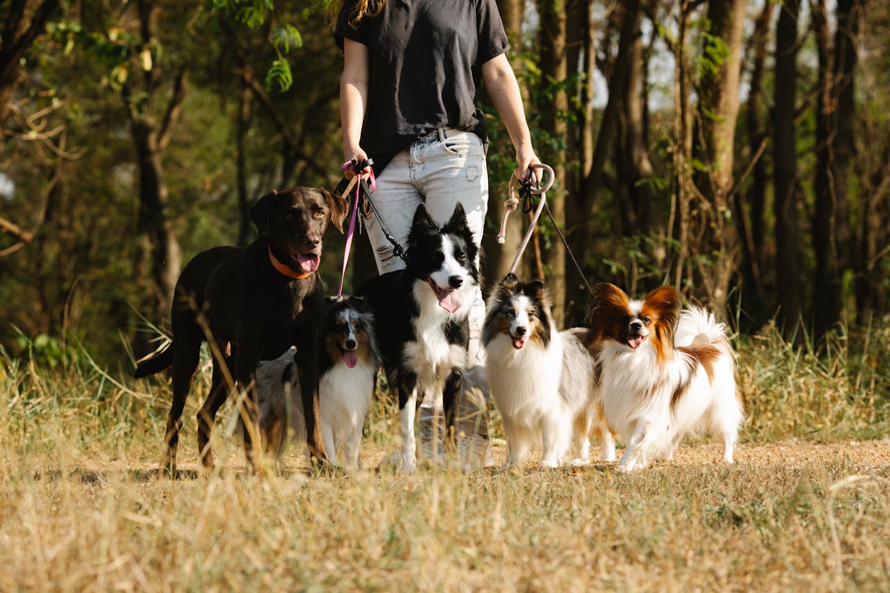 A person with dogs at one of the great places to walk your dog after moving to Fairfield County